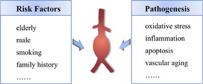 Cellular senescence and abdominal aortic aneurysm: From pathogenesis to therapeutics